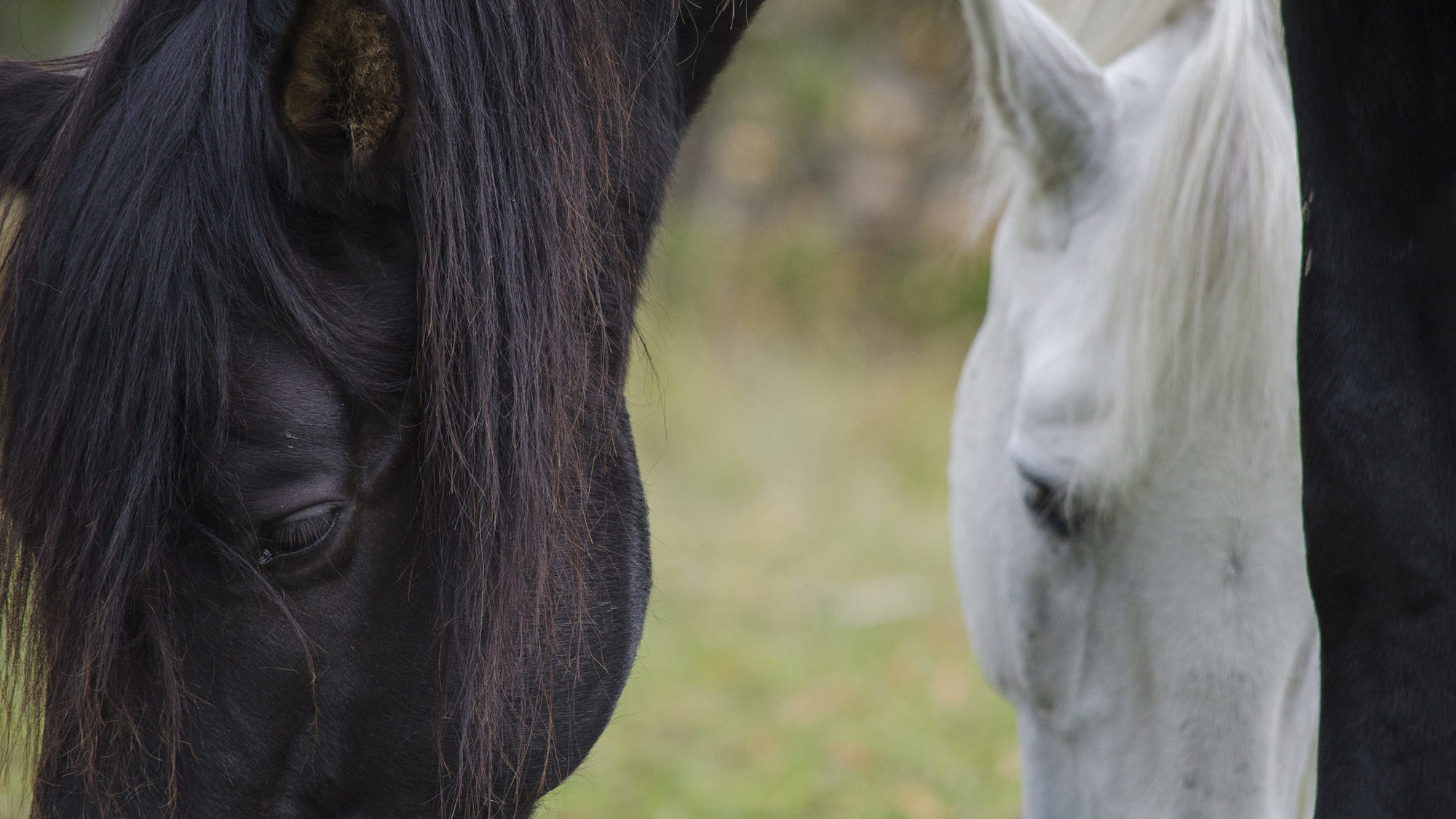 Kaksi hevosta © Kinttu Koipijärvi