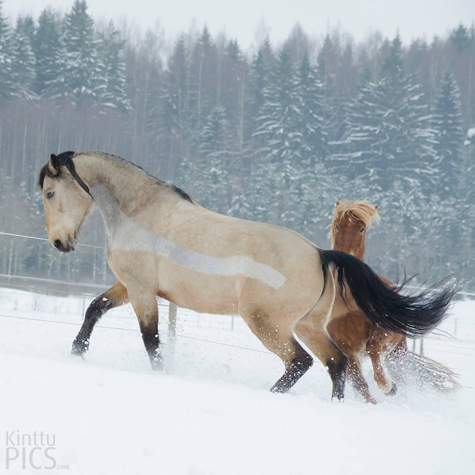 © Kinttu Koipijärvi